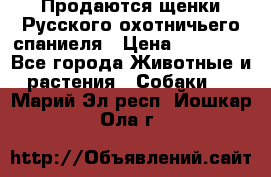 Продаются щенки Русского охотничьего спаниеля › Цена ­ 25 000 - Все города Животные и растения » Собаки   . Марий Эл респ.,Йошкар-Ола г.